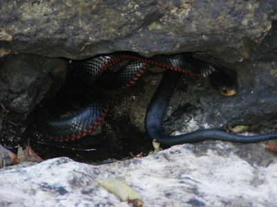 serpent mortel attrap� par Beno�t