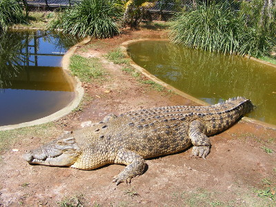 serpent mortel attrap� par Beno�t