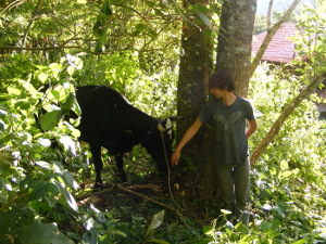 veau attrap� part les enfants