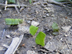 d�gats fourmis chacas